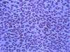 printed georgette