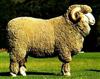 Buy Raw Wool, Merino Wool, Greasy Wool