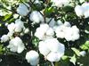 Indian cotton