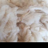 Scoured Sheep Wool