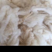 Raw Scoured Sheep Wool