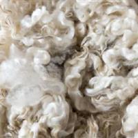 Raw sheep Wool